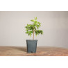 Zelkova Serrata