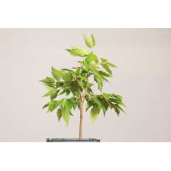 Zelkova Serrata