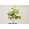 Zelkova Serrata