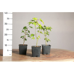 Acer Palmatum