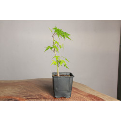 Acer Palmatum