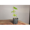 Acer Palmatum