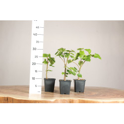 Tilia Cordata