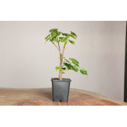 Tilia Cordata