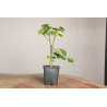 Tilia Cordata