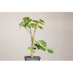Tilia Cordata