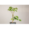 Tilia Cordata