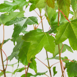 Acer Buergerianum