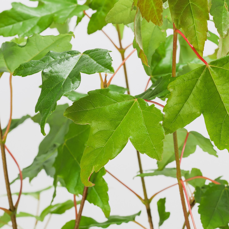 Acer Buergerianum