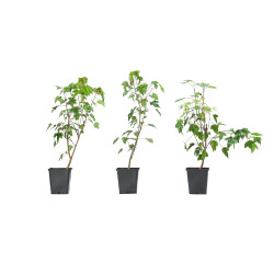 Acer Buergerianum