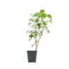 Acer Buergerianum