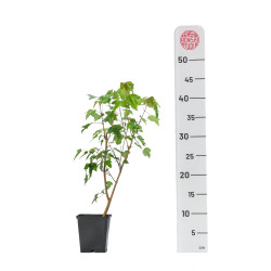Acer Buergerianum