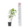 Acer Buergerianum