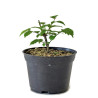 Ulmus spp.