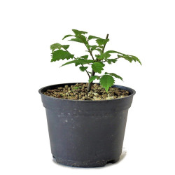 Ulmus spp.