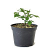 Ulmus spp.