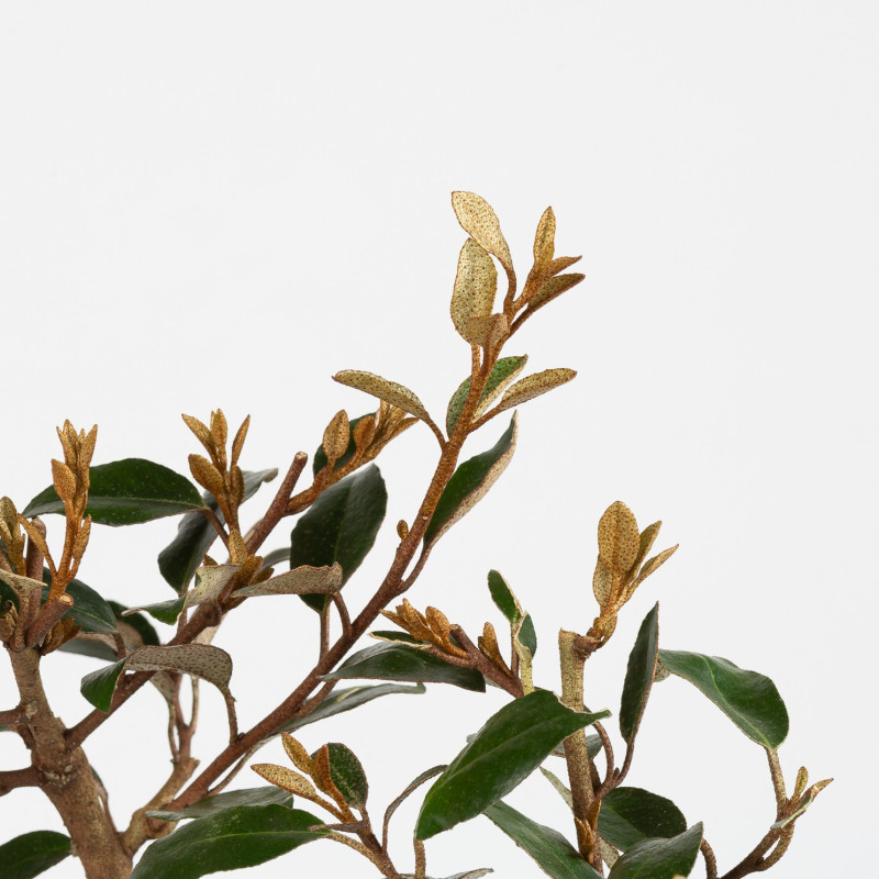 Eleagnus Pungens