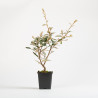 Eleagnus Pungens