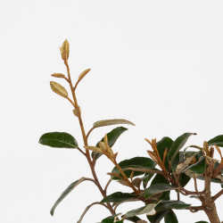 Eleagnus Pungens