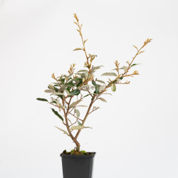 Eleagnus Pungens