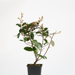 Eleagnus Pungens