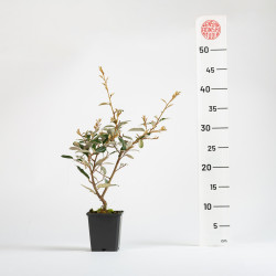 Eleagnus Pungens