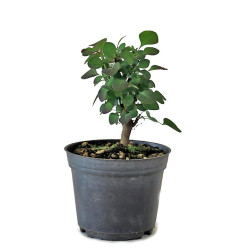 Berberis Harlequin