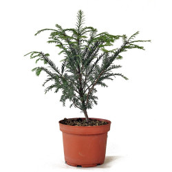 Taxus baccata