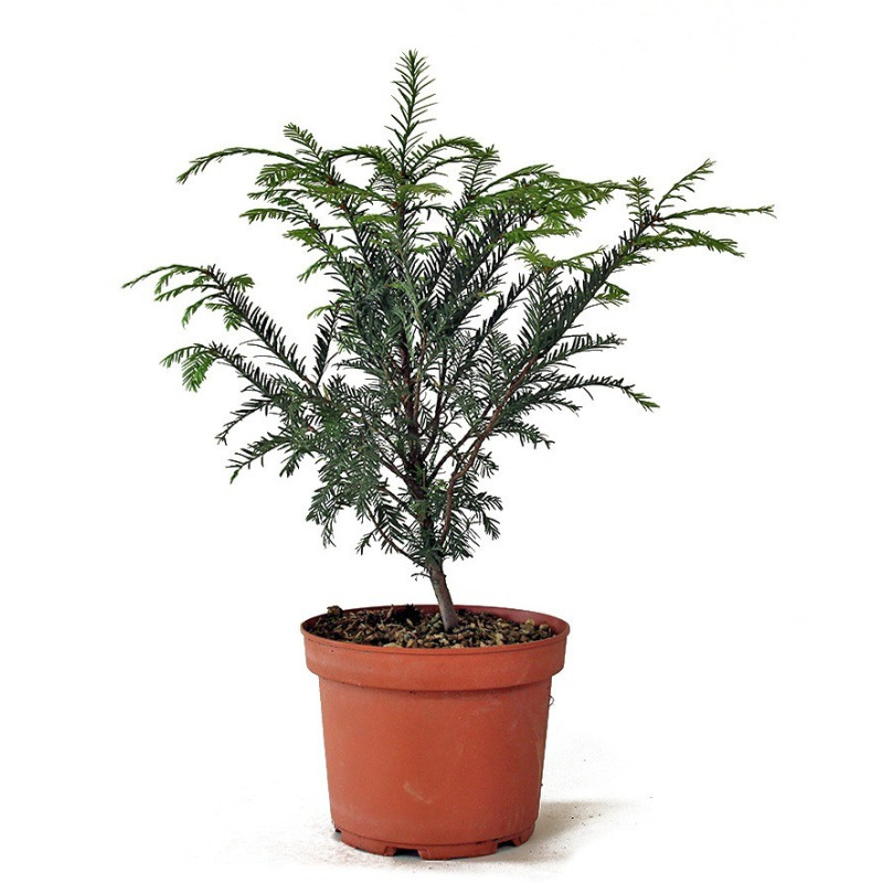 Taxus baccata