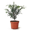Taxus baccata