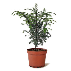 Taxus baccata