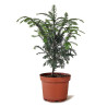 Taxus baccata