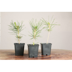 Pinus thunbergii