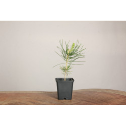 Pinus thunbergii
