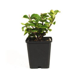 Ligustrum ibota