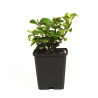 Ligustrum ibota