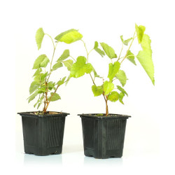 Morus alba