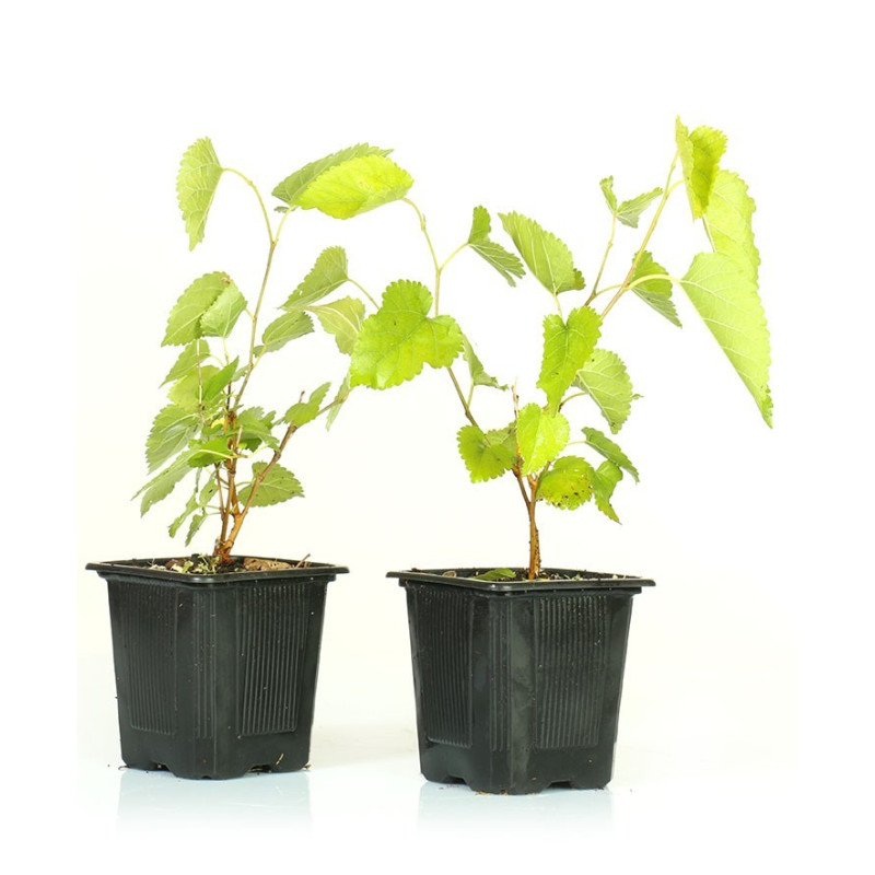Morus alba