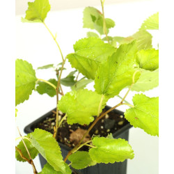 Morus alba