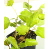 Morus alba