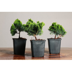 Chamaecyparis obtusa nana