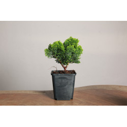 Chamaecyparis obtusa nana