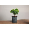 Chamaecyparis obtusa nana
