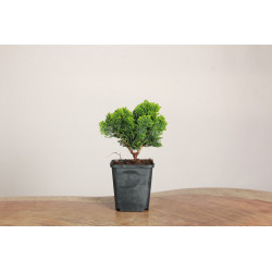 Chamaecyparis obtusa nana
