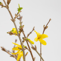 Forsythia