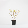 Forsythia