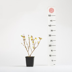 Forsythia