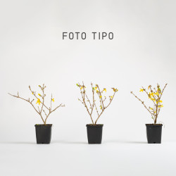 Forsythia