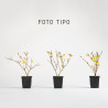 Forsythia
