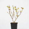 Forsythia